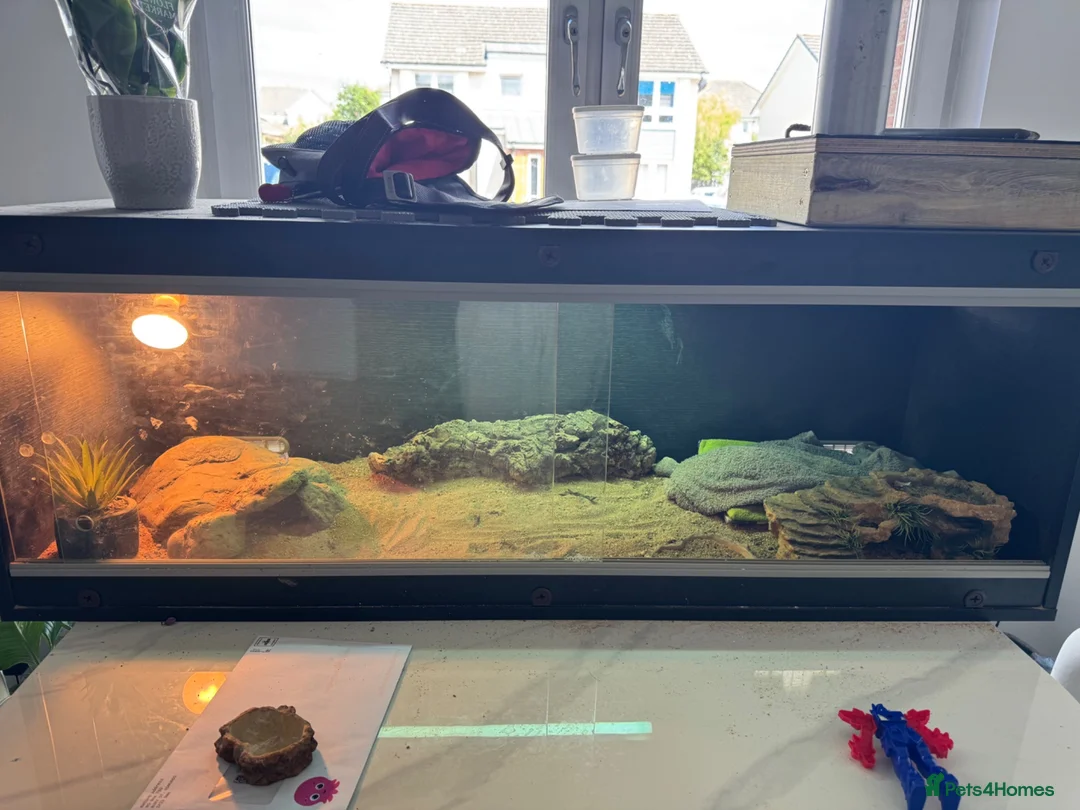 Bearded Dragon reptiles for sale: Friendly & tame bearded dragon  - Advert 7