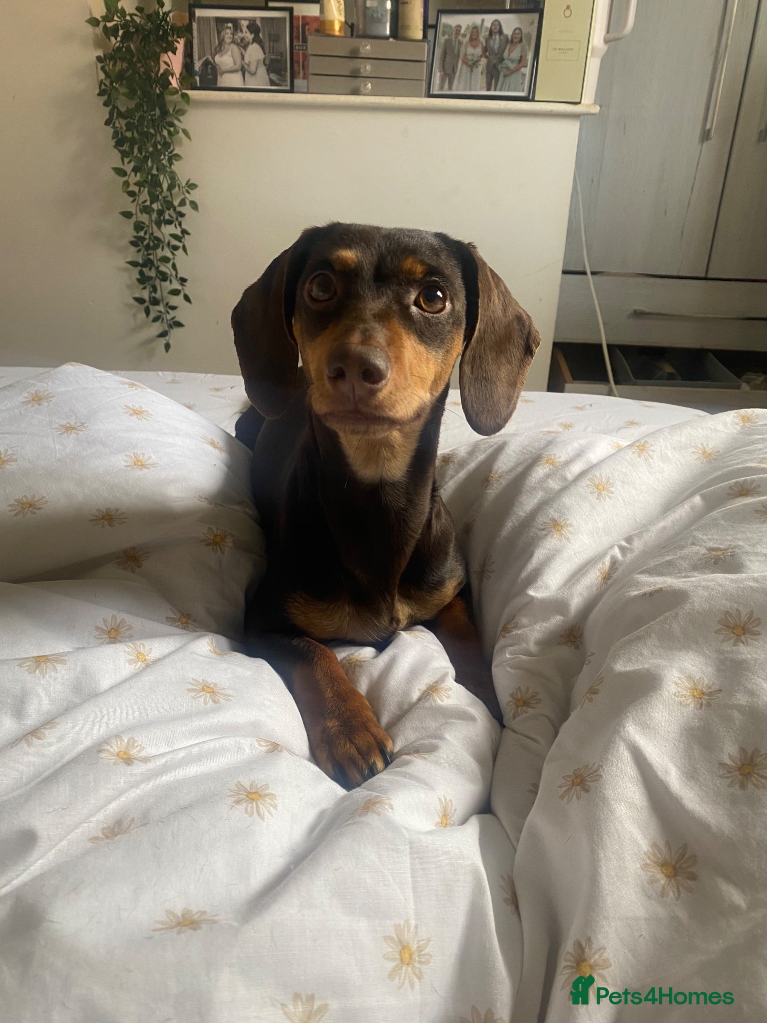 Dachshund dogs 2 year old Dachshund for sale  - Advert 1