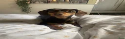 Dachshund dogs for sale: 2 year old Dachshund for sale  - Advert 1