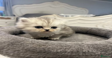 Persian cats - Advert 4