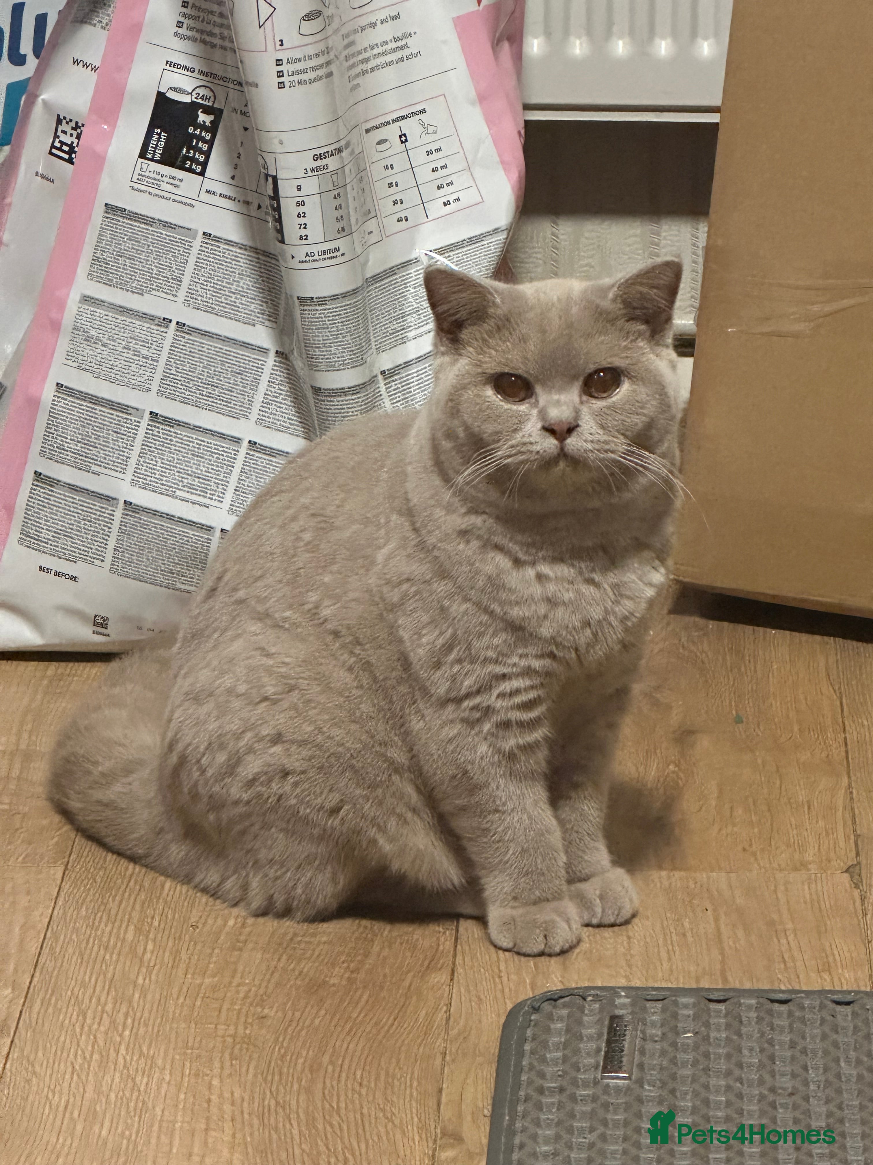 British Shorthair cats Exc   champion line - Advert 3