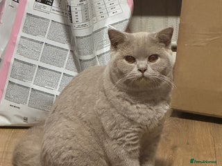 British Shorthair cats Exc champion line - Advert 1