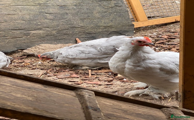 Chickens poultry - Advert 7