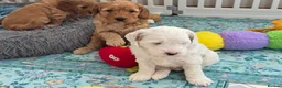 Australian Labradoodle dogs for sale: Stunning Australian Labradoodle Pups - Advert 14