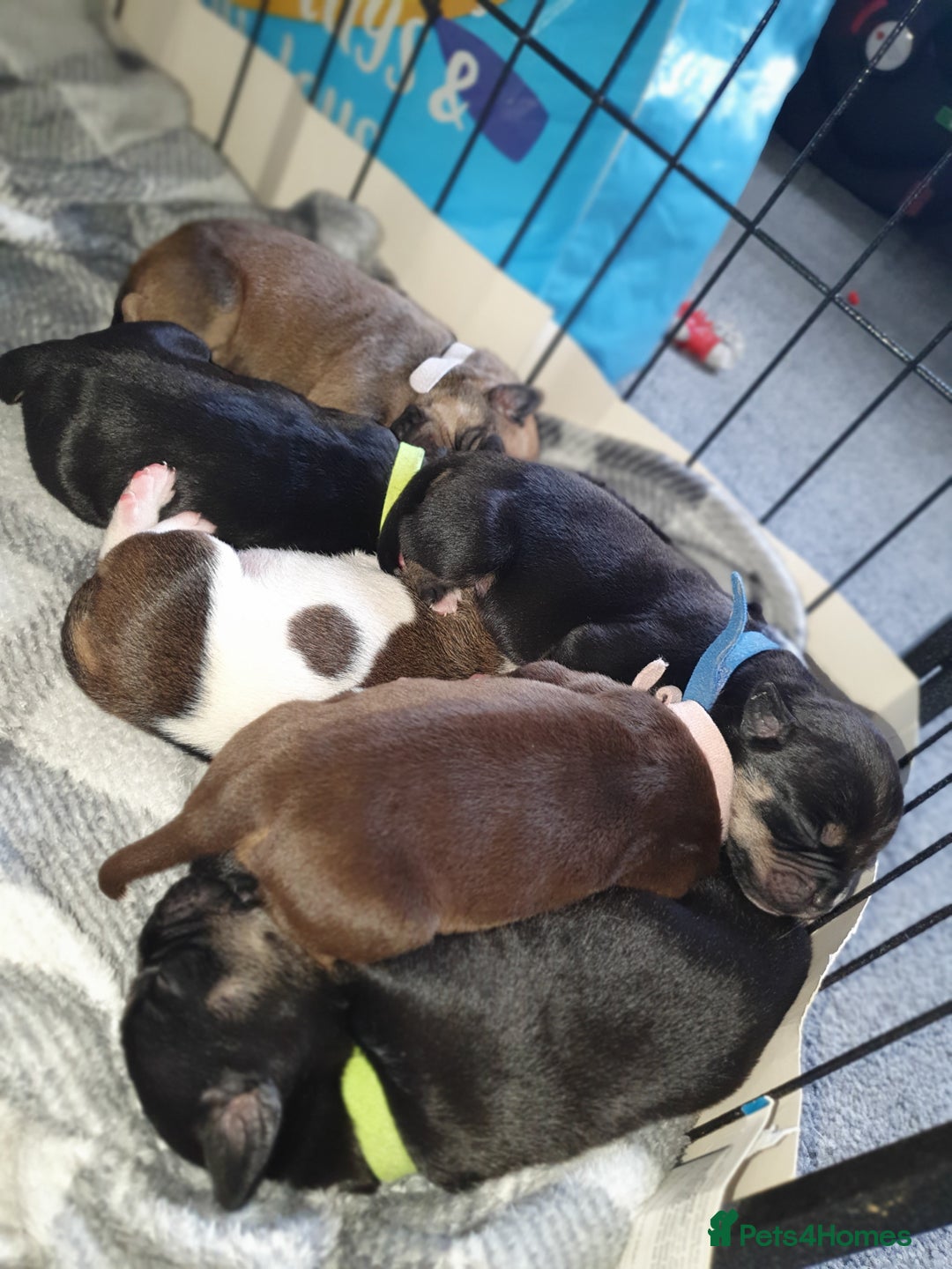 Mixed Breed dogs for sale: Staffy cross  - Image 2