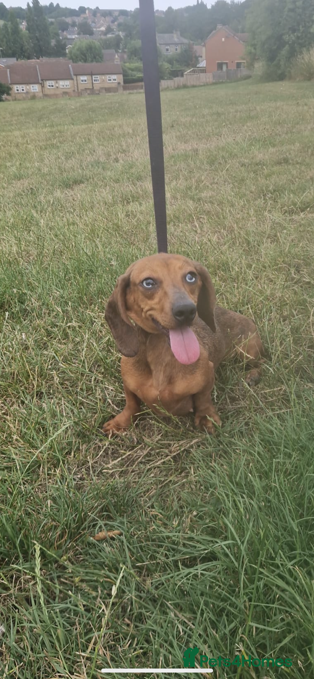Dachshund dogs for sale: Dachshund 2 girls - Image 3