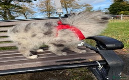 Pomsky dogs for sale: Pomeranian Merle Puppy one left  - Image 11
