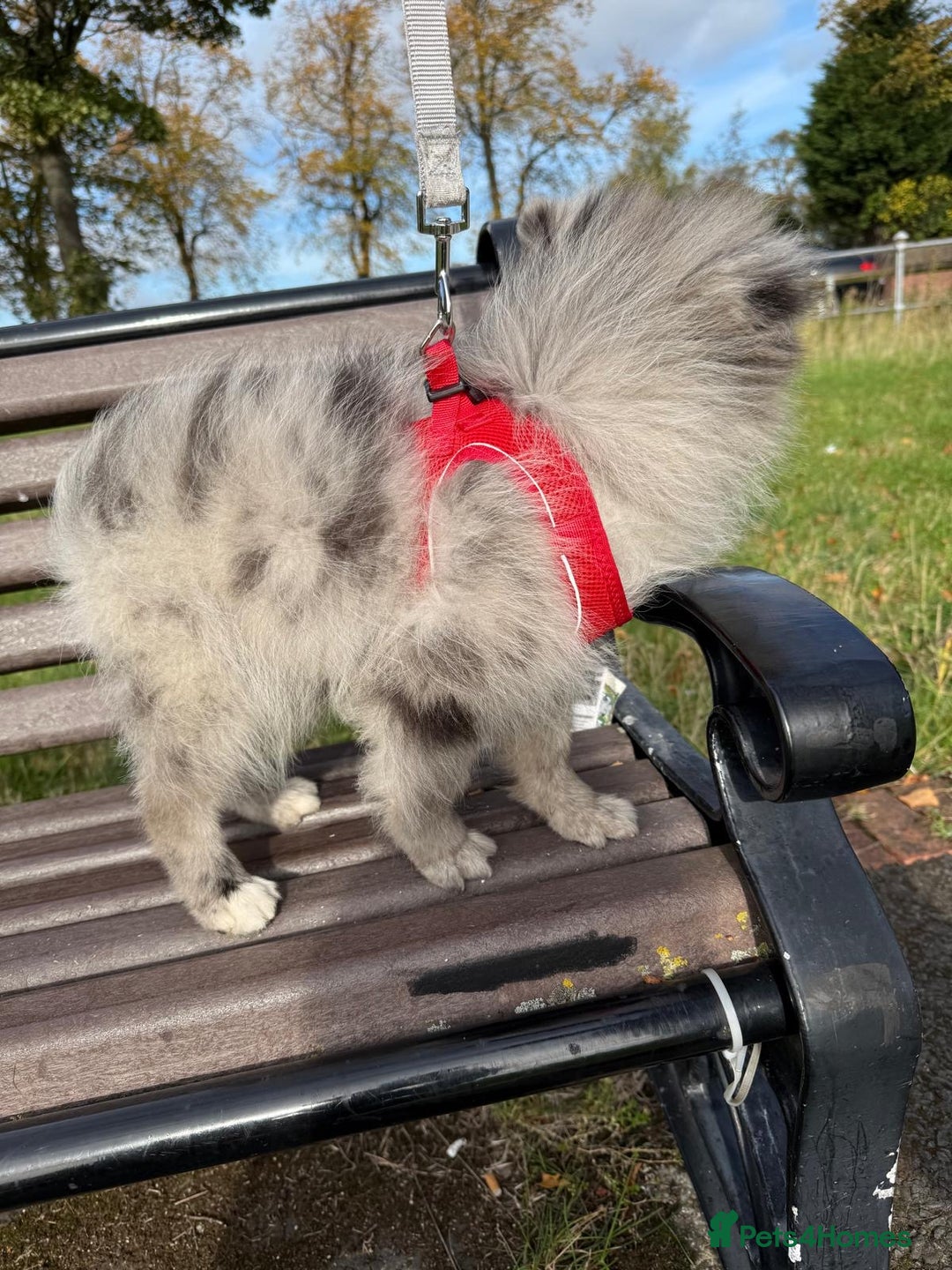 Pomsky dogs for sale: Pomeranian Merle Puppy one left  - Image 11