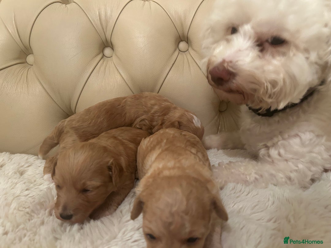 Poochon dogs for sale: Poochon Puppies  - Image 4