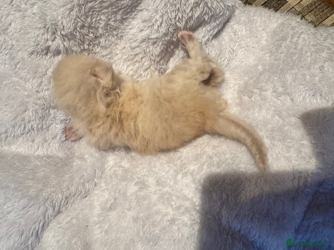 Maine Coon cats for sale: Main coon adorable kittens  - Advert 20