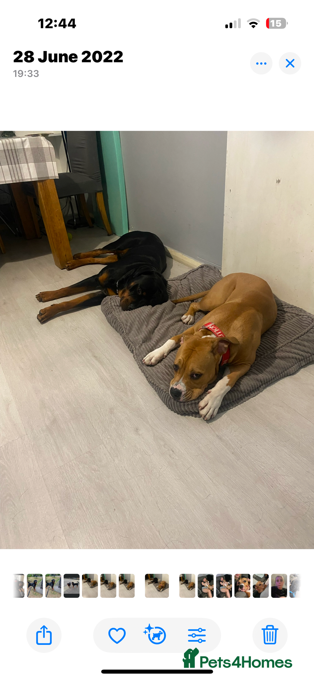 Mixed Breed dogs for sale: Mixed breed puppies to find there forever homes  - Advert 1