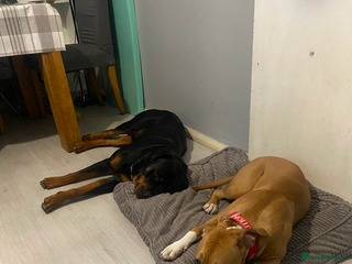 Mixed Breed dogs Mixed breed puppies to find there forever homes - Advert 9