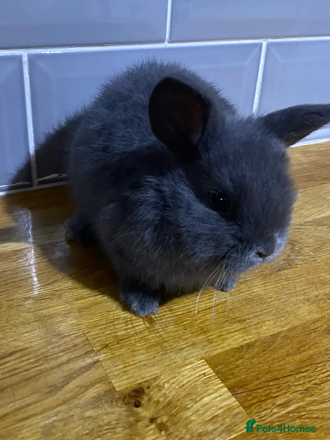 Mixed Breed rabbits for sale: Bunnies for sale  - Advert 5