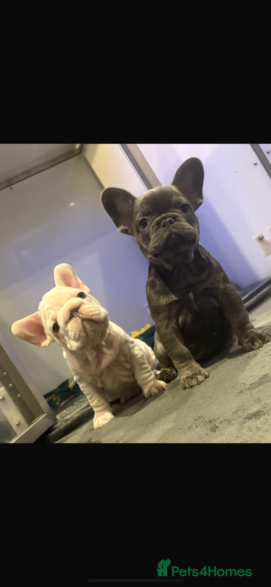 French Bulldog dogs French bulldog puppies - Advert 18