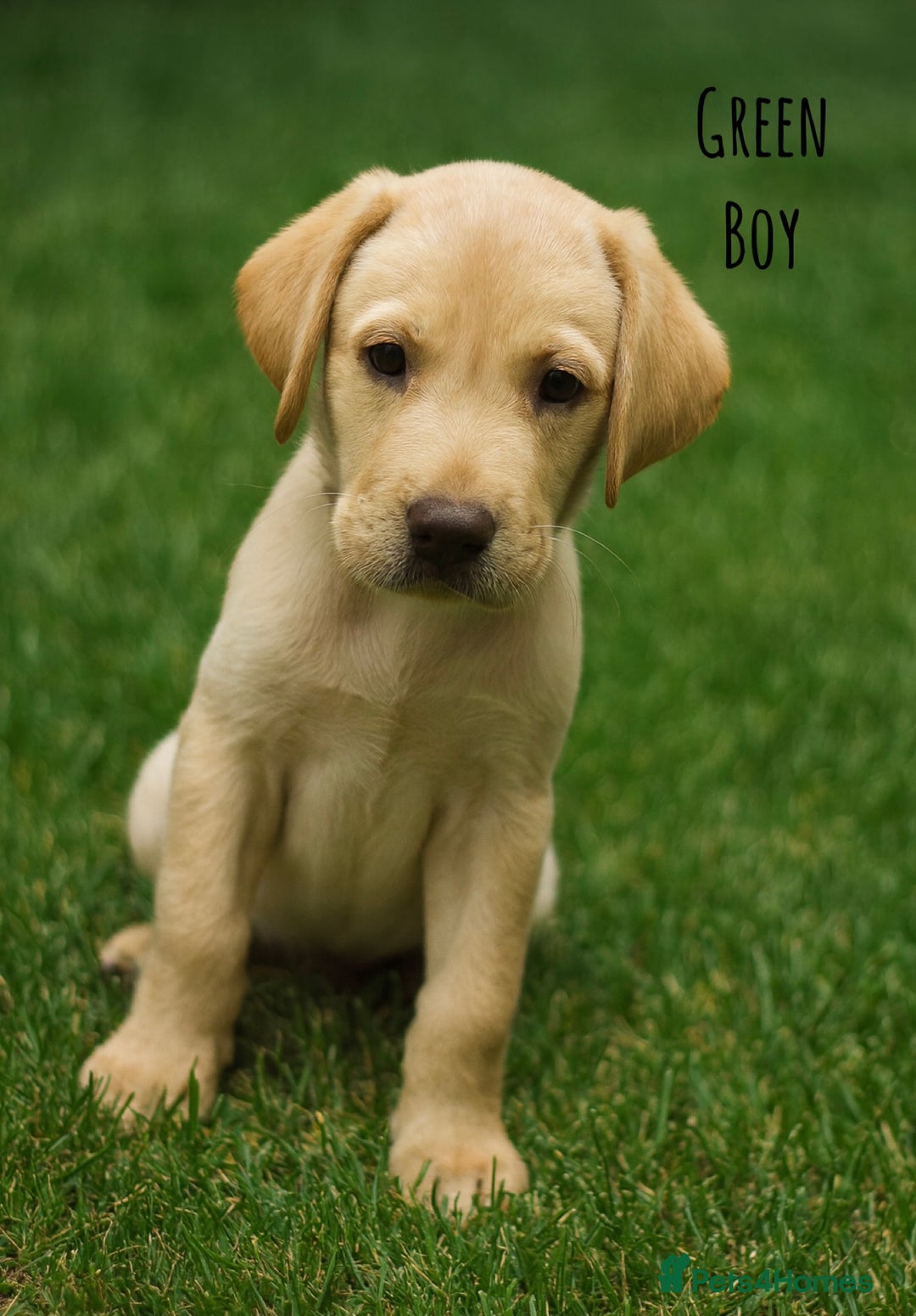 Labrador Retriever dogs for sale: Kc Registered Labradors ready to leave now - Image 12
