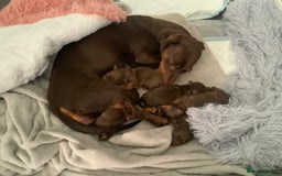 Miniature Dachshund dogs for sale: Mini daschunds  - Image 10