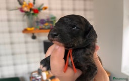 Australian Labradoodle dogs for sale: Home raised, DNA tested, Australian Labradoodles - Image 30