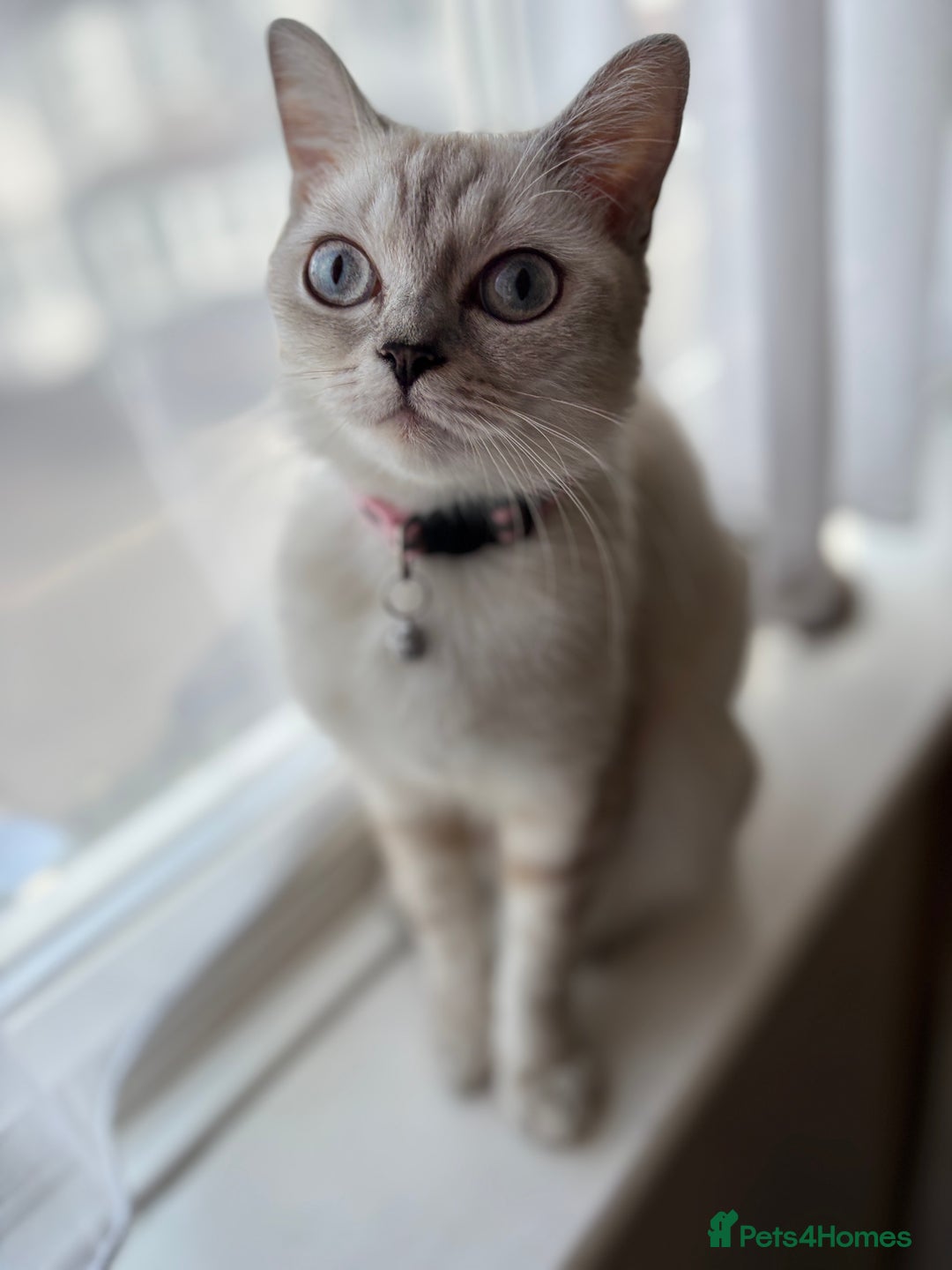 British Longhair cats for sale: British shorthair - Advert 2