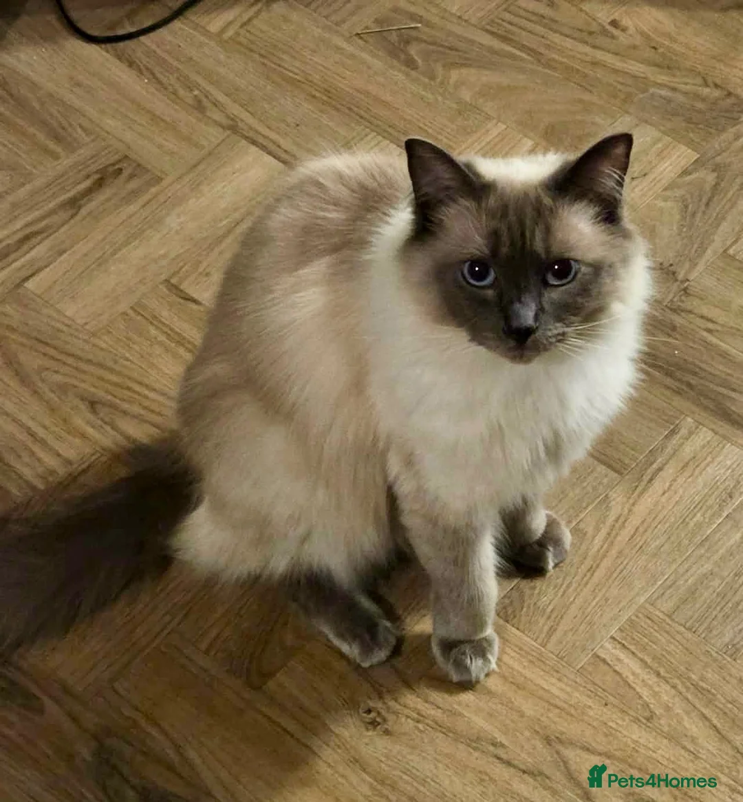 Ragdoll cats for sale: Ragdoll male  in Corby - Advert 3