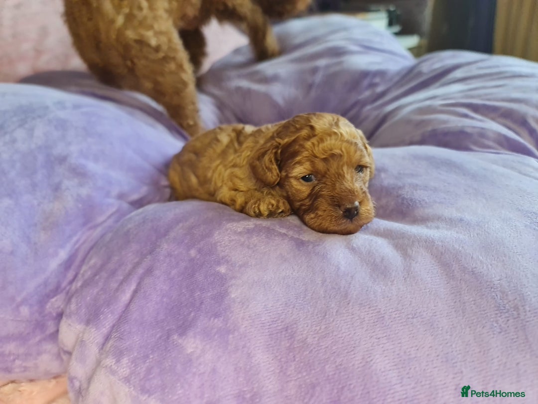 Toy Poodle dogs for sale: Mini TOY POODLES Last one boy available - Advert 39