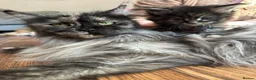 Maine Coon cats for sale: TICA Maine coon Kittens Smoke/Silver - Advert 1
