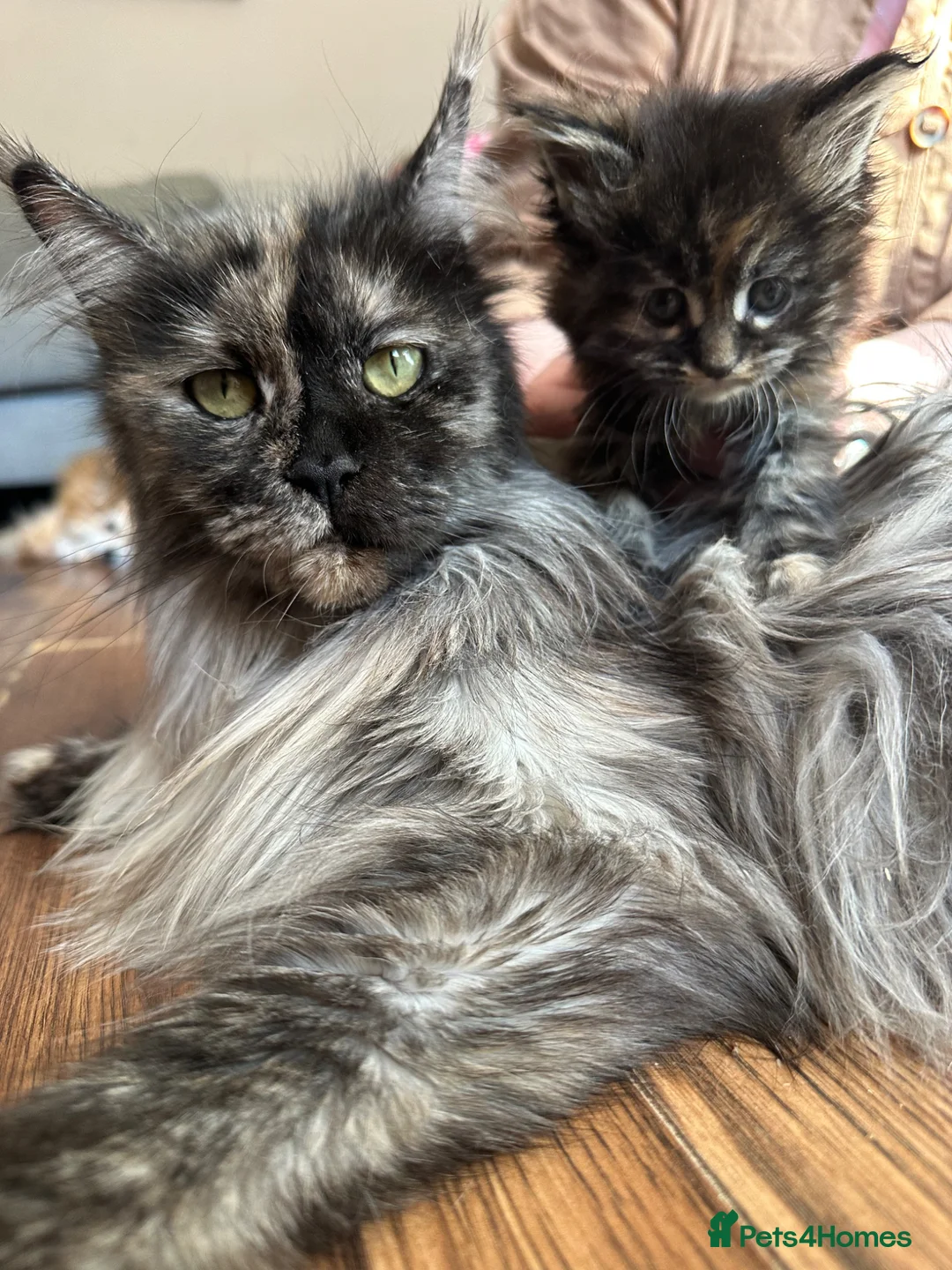 Maine Coon cats for sale: TICA Maine coon Kittens Smoke/Silver - Advert 1