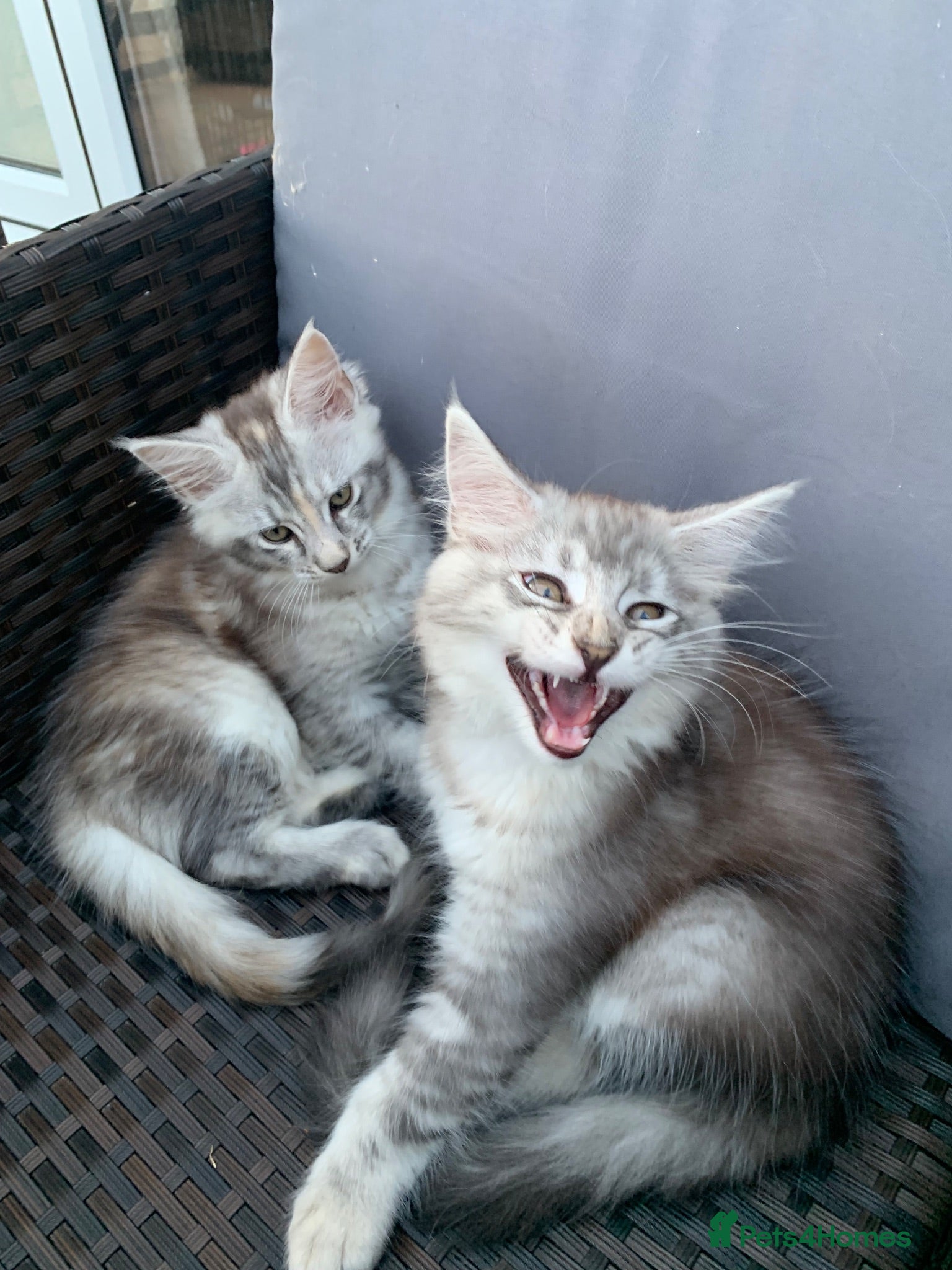 Maine Coon cats Pedigree GCCF Registered Maine Coon kittens - Advert 1