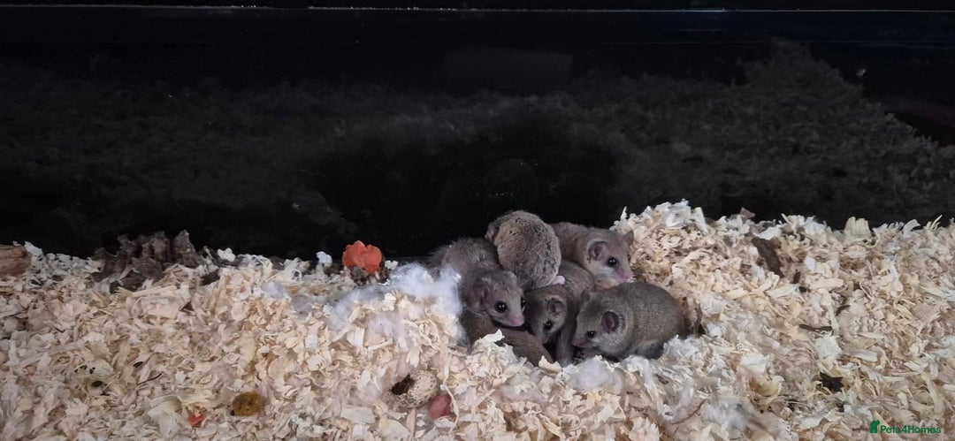 Mouse rodents for sale: Microsquirrels (african-pygmy-dormice) - Image 2