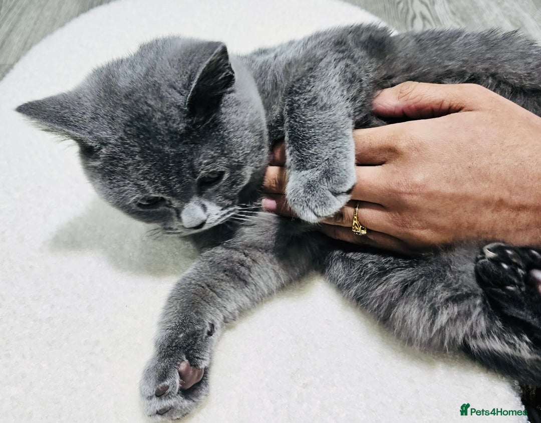 British Shorthair cats for sale: Stunning Blue British Shorthair Kitten 19 Weeks! - Advert 3