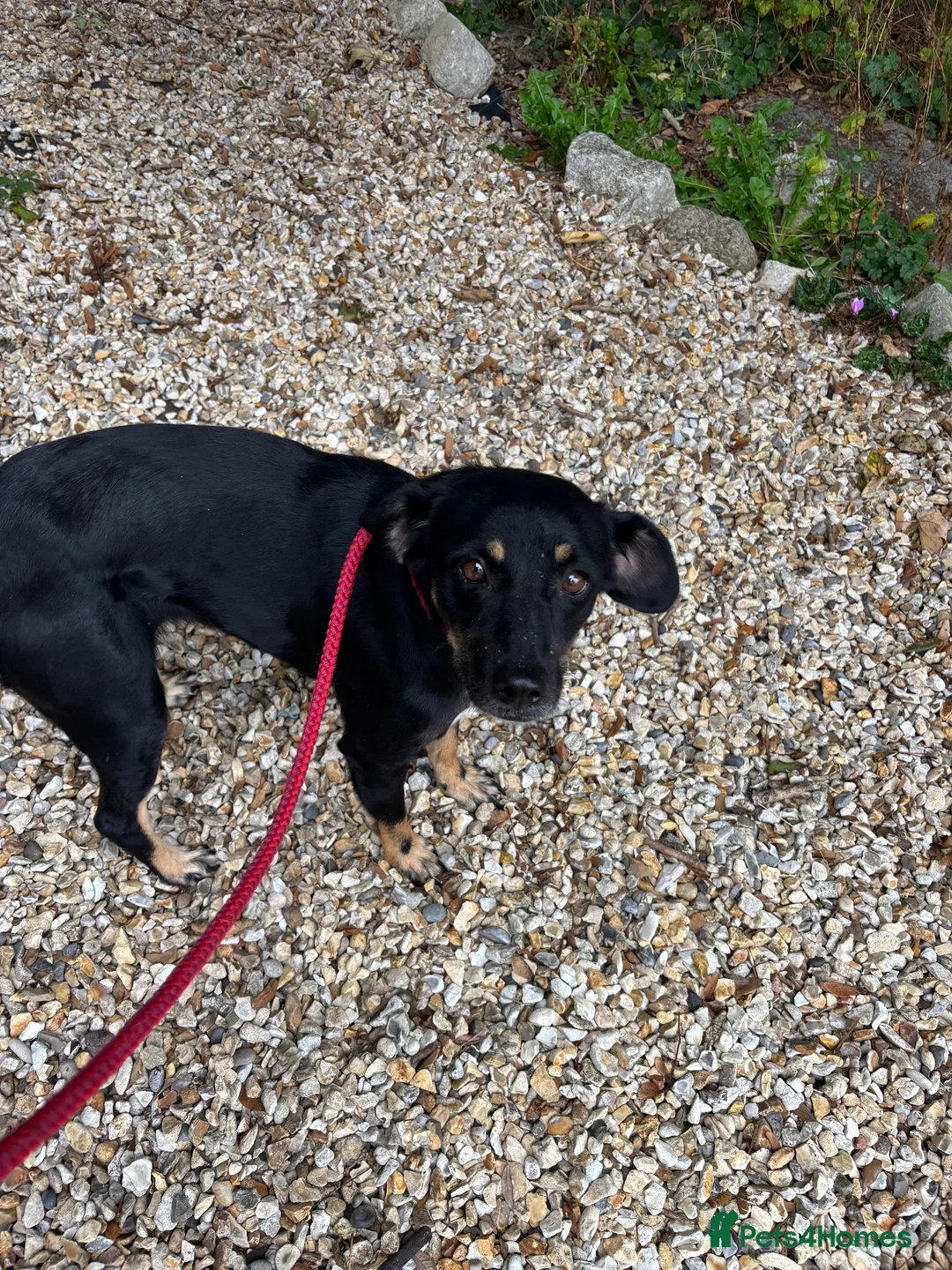Mixed Breed dogs for adoption: Stella 🩷 in Dorchester - Advert 2
