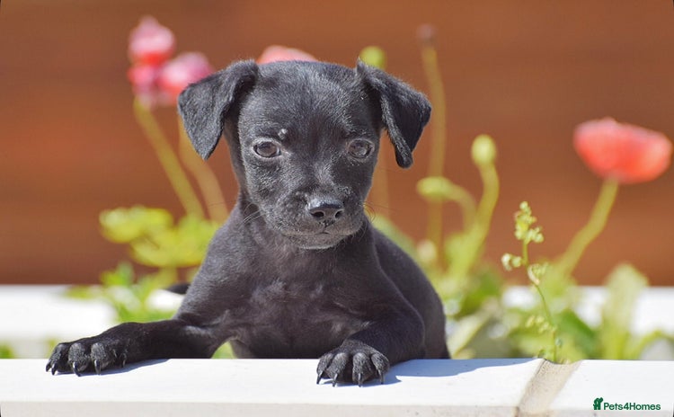 Patterdale Terrier dogs - Advert 7