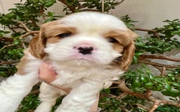 Cavalier King Charles Spaniel dogs for sale: Champion Sired KC Reg Cavalier King Charles  - Image 11