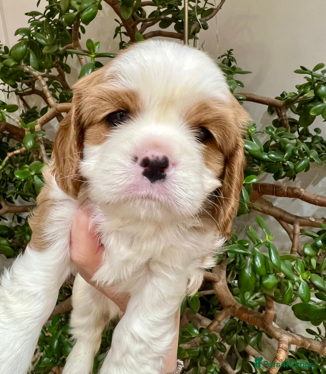 Cavalier King Charles Spaniel dogs for sale: Champion Sired KC Reg Cavalier King Charles  - Image 11