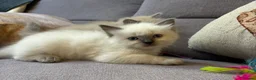 Ragdoll cats for sale: Stunning Blue Point Ragdoll Boy.  - Advert 5