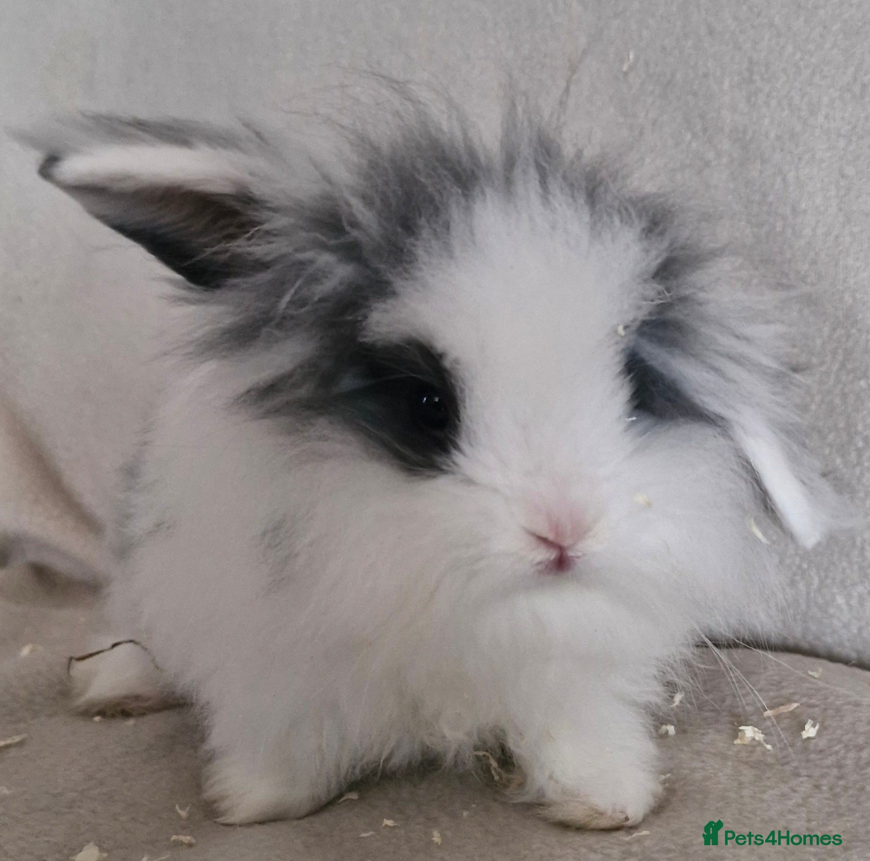 Mini Lop rabbits Mini Lop X Double Maned Lionhead Girl & Boy - Advert 2