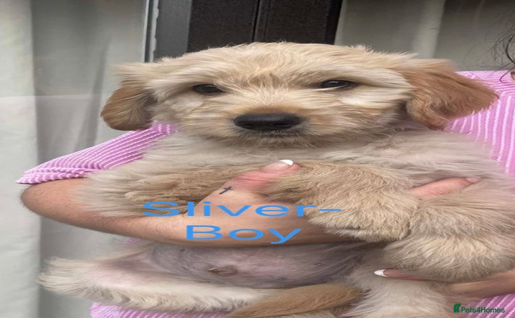 Goldendoodle dogs - Advert 3
