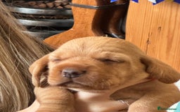 Basset Fauve De Bretagne dogs for sale: Basset Fauve De Bretagne Pups - Image 9