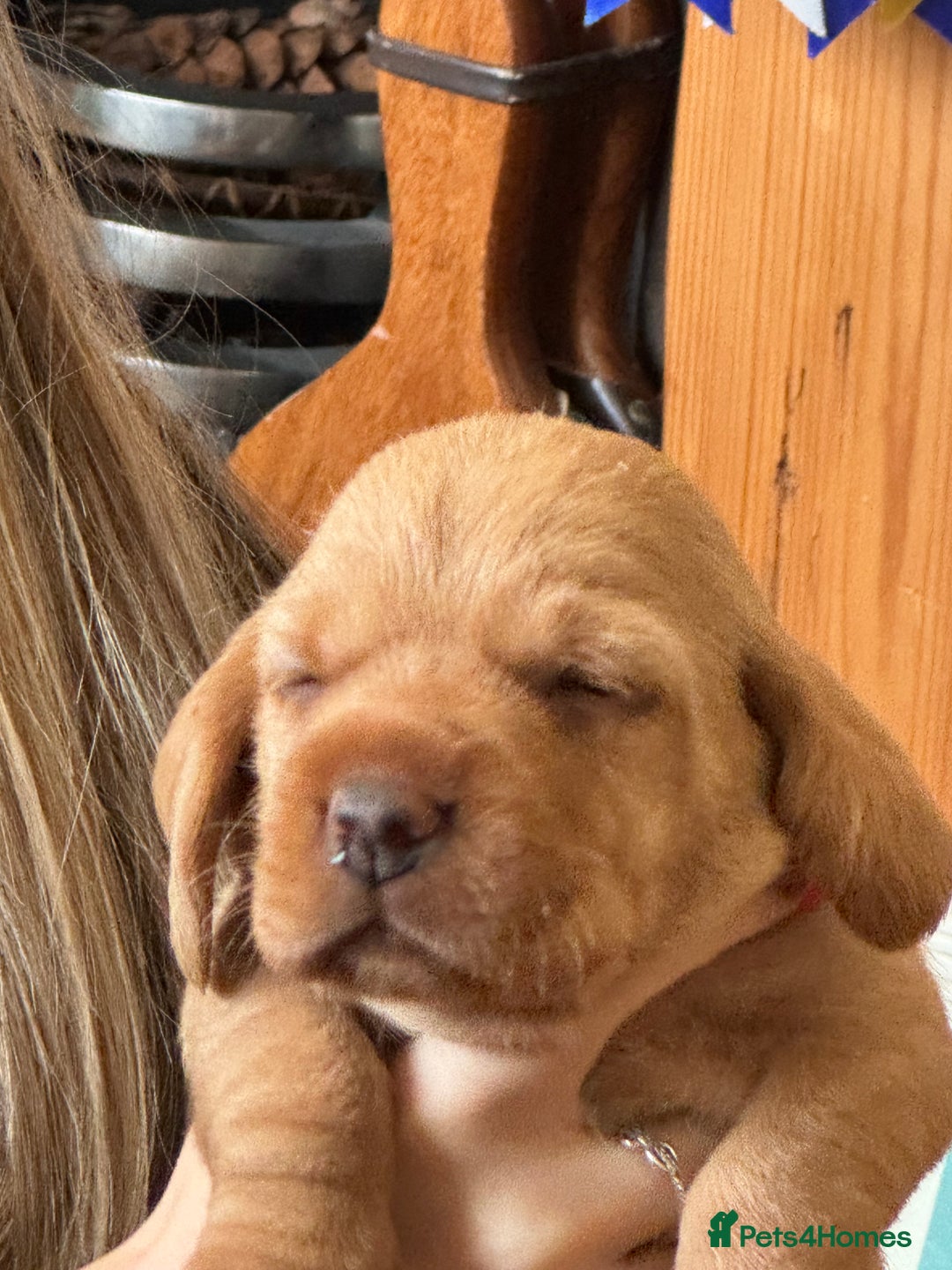 Basset Fauve De Bretagne dogs for sale: Basset Fauve De Bretagne Pups - Image 9