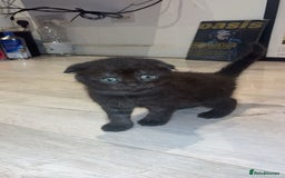 Scottish Fold cats for sale: Beautiful Scottish Fiold/Maine Coon  - Image 3