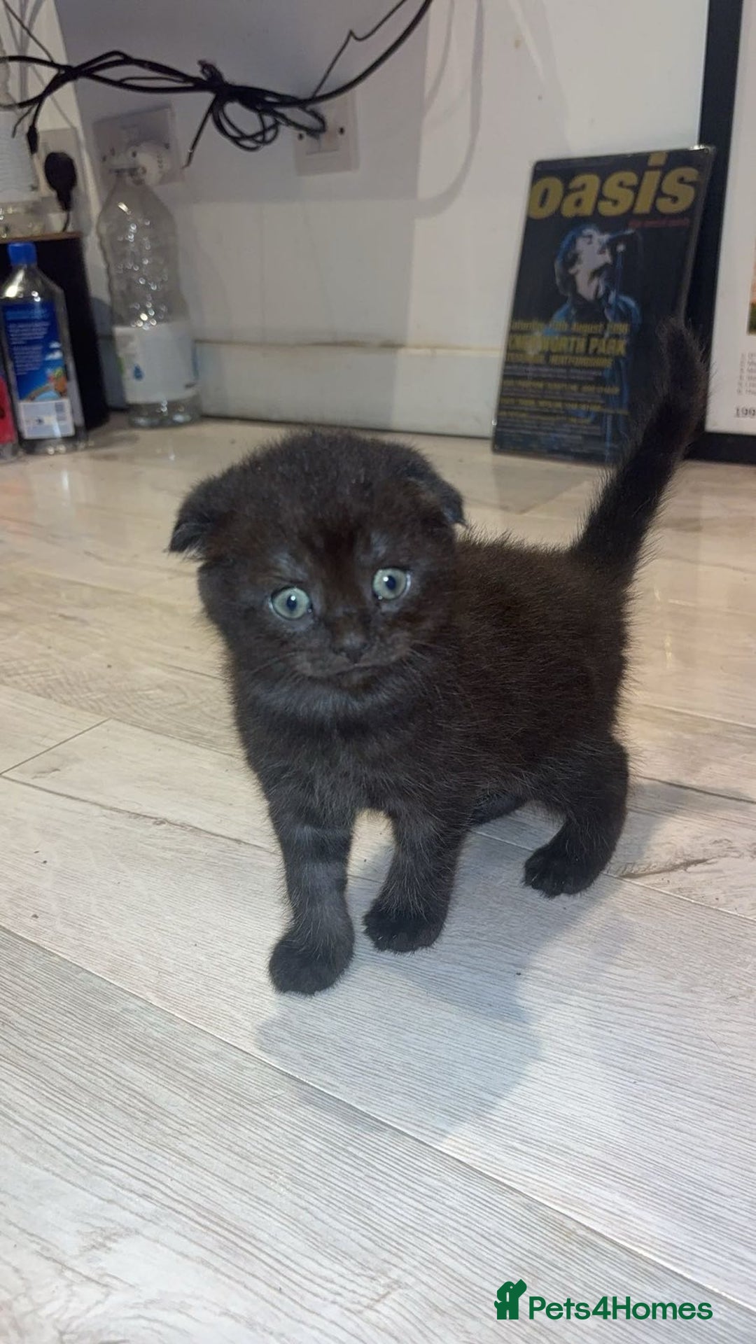 Scottish Fold cats for sale: Beautiful Scottish Fiold/Maine Coon  - Image 3