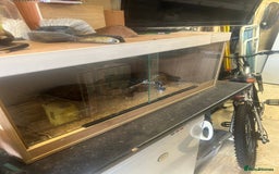 Rat rodents for sale: Ball python - Image 3