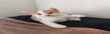kitten