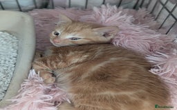 Domestic Shorthair cats for sale: Ready now  - Image 5