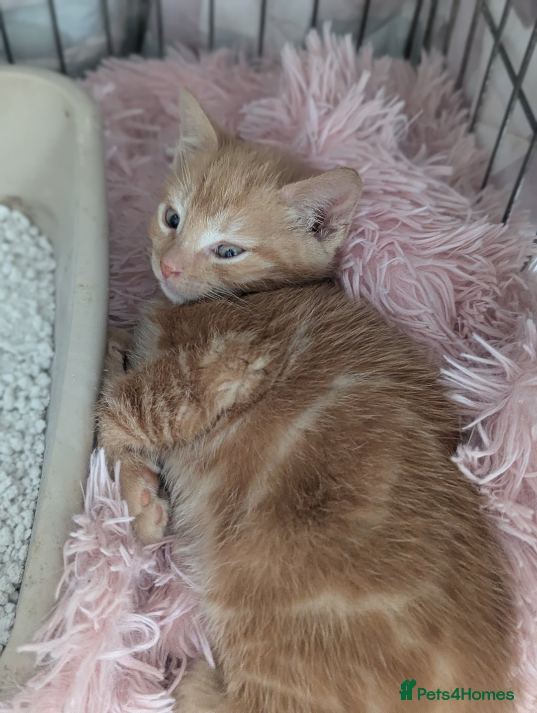 Domestic Shorthair cats for sale: Ready now  - Image 5