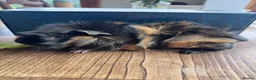 Guinea Pig rodents for sale: Abyssinian Neutered male Guinea pig   in Hereford - Advert 1