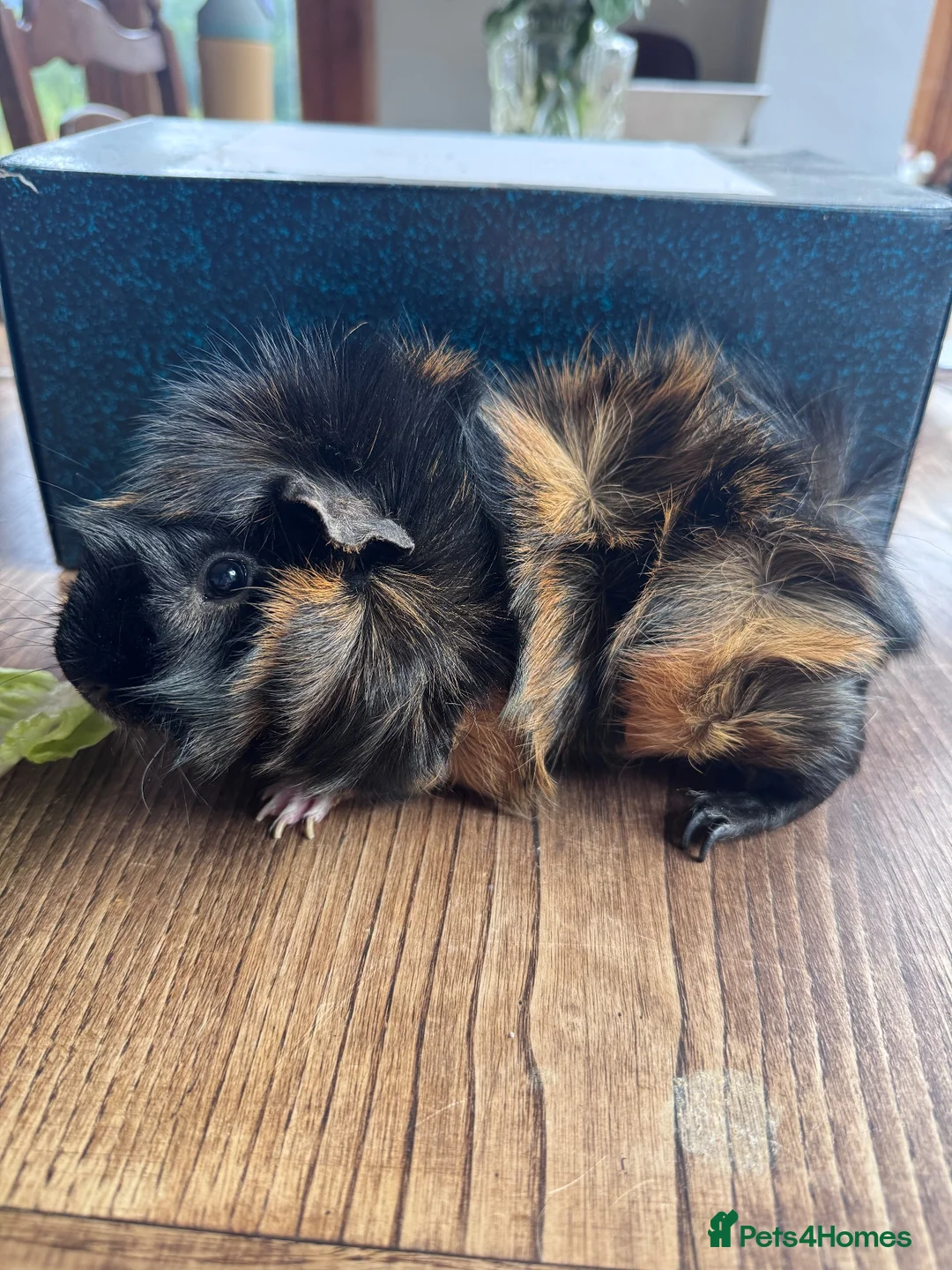 Guinea Pig rodents for sale: Abyssinian Neutered male Guinea pig   in Hereford - Advert 1