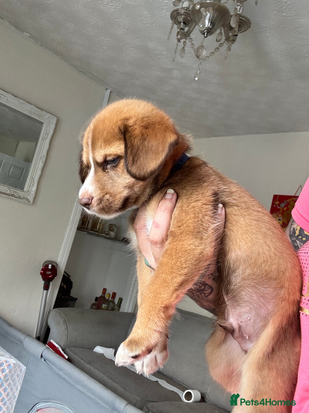 Mixed Breed dogs for sale: Husky x cocker spaniel puppies  - Image 2