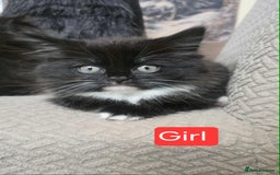 Mixed Breed cats for sale: Lovely Persian mix kittens - Image 20