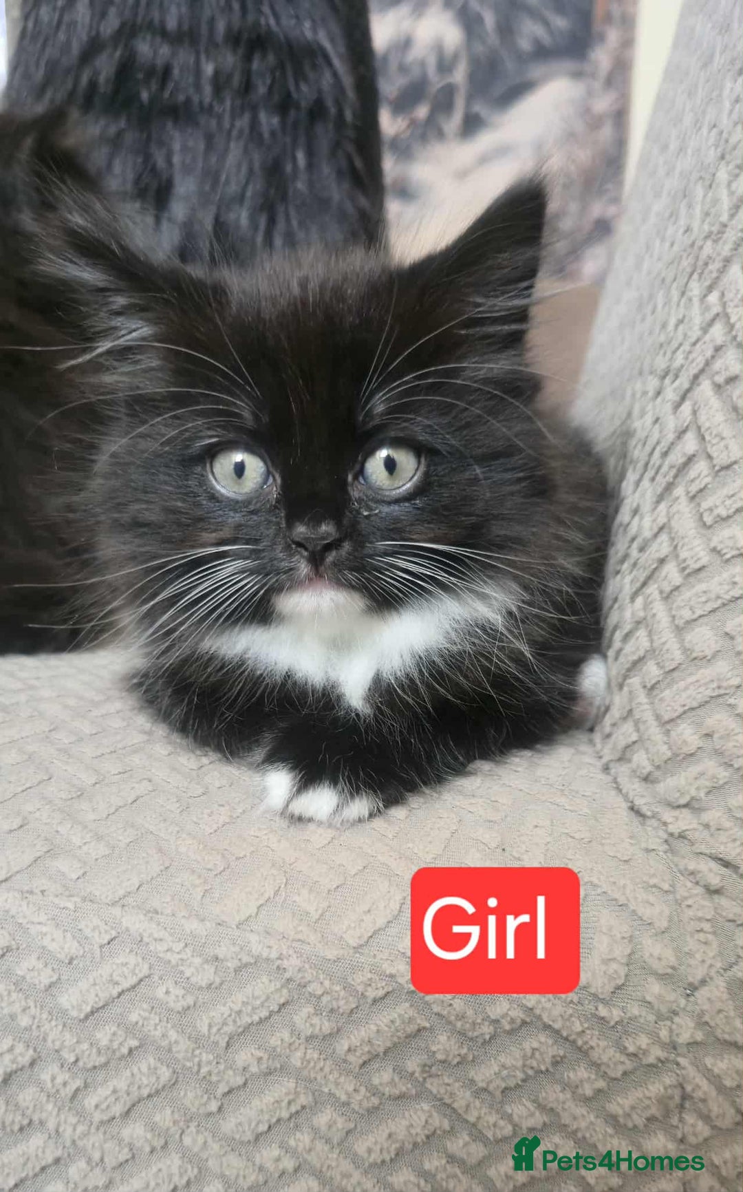 Mixed Breed cats for sale: Lovely Persian mix kittens - Image 20