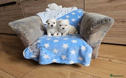Maltese dogs for sale: KC Korean Maltese Terrier Puppies - Image 21